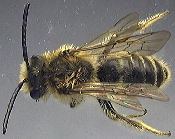 Andrena 2